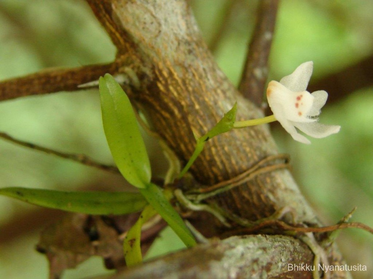 Thrixspermum pulchellum (Thwaites) Schltr.